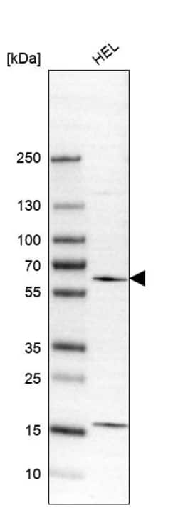 Invitrogen WIPF1 Polyclonal Antibody 100 &mu;L; Unconjugated:Antibodies,