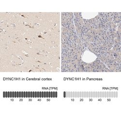 Invitrogen DYNC1H1 Polyclonal Antibody 100 &mu;L; Unconjugated:Antibodies,
