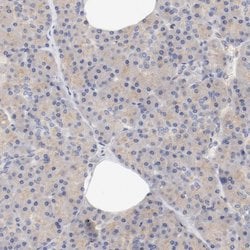 Invitrogen DYNC1H1 Polyclonal Antibody 100 &mu;L; Unconjugated:Antibodies,