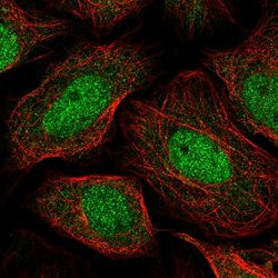 Invitrogen PAXBP1 Polyclonal Antibody 100 &mu;L; Unconjugated:Antibodies,