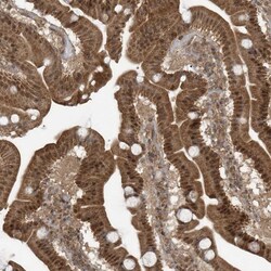 Invitrogen PAXBP1 Polyclonal Antibody 100 &mu;L; Unconjugated:Antibodies,