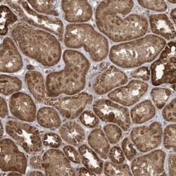 Invitrogen PAXBP1 Polyclonal Antibody 100 &mu;L; Unconjugated:Antibodies,
