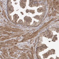 Invitrogen PAXBP1 Polyclonal Antibody 100 &mu;L; Unconjugated:Antibodies,