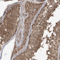 Invitrogen PAXBP1 Polyclonal Antibody 100 &mu;L; Unconjugated:Antibodies,