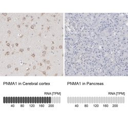 Invitrogen PNMA1 Polyclonal Antibody 100 &mu;L; Unconjugated:Antibodies,