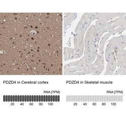 Invitrogen PDZD4 Polyclonal Antibody 100 &mu;L; Unconjugated:Antibodies,