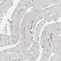 Invitrogen PDZD4 Polyclonal Antibody 100 &mu;L; Unconjugated:Antibodies,