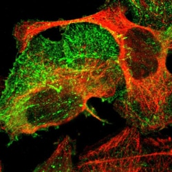Invitrogen PDLIM2 Polyclonal Antibody 100 &mu;L; Unconjugated:Antibodies,