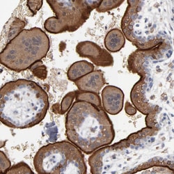 Invitrogen PDLIM2 Polyclonal Antibody 100 &mu;L; Unconjugated:Antibodies,