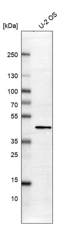 Invitrogen PDLIM2 Polyclonal Antibody 100 &mu;L | Buy Online | Invitrogen&trade; | Fisher Scientific