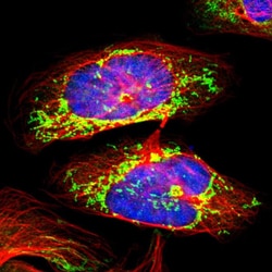 Invitrogen NDUFS4 Polyclonal Antibody 100 &mu;L; Unconjugated:Antibodies,