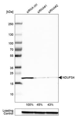 Invitrogen NDUFS4 Polyclonal Antibody 100 &mu;L; Unconjugated:Antibodies,