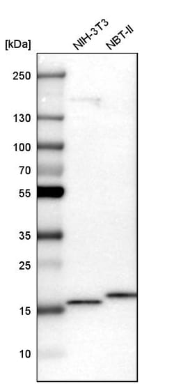 Invitrogen NDUFS4 Polyclonal Antibody 100 &mu;L; Unconjugated:Antibodies,