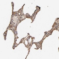 Invitrogen VSIG4 Polyclonal Antibody 100 &mu;L; Unconjugated:Antibodies,