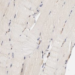 Invitrogen VSIG4 Polyclonal Antibody 100 &mu;L; Unconjugated:Antibodies,