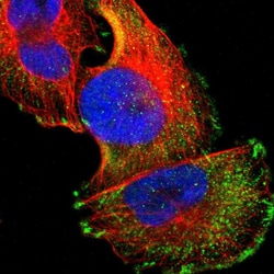 Invitrogen FAIM3 Polyclonal Antibody 100 &mu;L; Unconjugated:Antibodies,