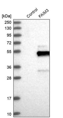 Invitrogen FAIM3 Polyclonal Antibody 100 &mu;L; Unconjugated:Antibodies,
