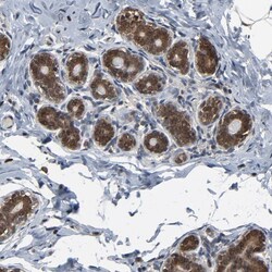 Invitrogen UBE2D4 Polyclonal Antibody 100 &mu;L; Unconjugated:Antibodies,