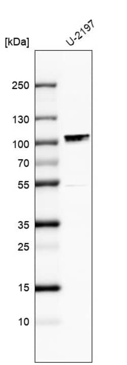 Invitrogen MAMLD1 Polyclonal Antibody 100 &mu;L; Unconjugated:Antibodies,