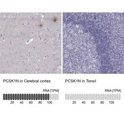 Invitrogen PCSK1N Polyclonal Antibody 100 &mu;L; Unconjugated:Antibodies,