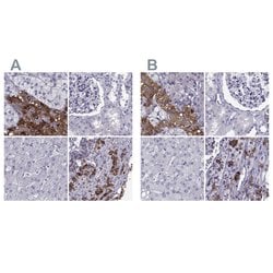 Invitrogen PCSK1N Polyclonal Antibody 100 &mu;L; Unconjugated:Antibodies,