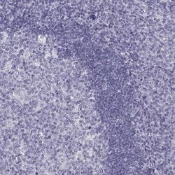 Invitrogen PCSK1N Polyclonal Antibody 100 &mu;L; Unconjugated:Antibodies,