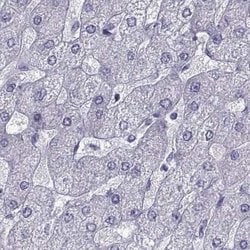 Invitrogen PCSK1N Polyclonal Antibody 100 &mu;L; Unconjugated:Antibodies,