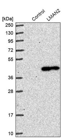 Invitrogen VIP36 Polyclonal Antibody 100 &mu;L; Unconjugated:Antibodies,