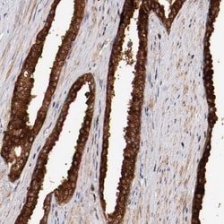 Invitrogen GUF1 Polyclonal Antibody 100 &mu;L; Unconjugated:Antibodies,