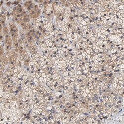 Invitrogen CCDC134 Polyclonal Antibody 100 &mu;L | Buy Online | Invitrogen&trade; | Fisher Scientific