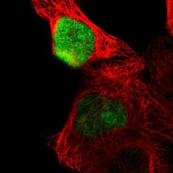 Invitrogen OVOL1 Polyclonal Antibody 100 &mu;L; Unconjugated:Antibodies,