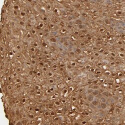 Invitrogen OVOL1 Polyclonal Antibody 100 &mu;L; Unconjugated:Antibodies,
