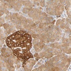 Invitrogen SGSM1 Polyclonal Antibody 100 &mu;L; Unconjugated:Antibodies,