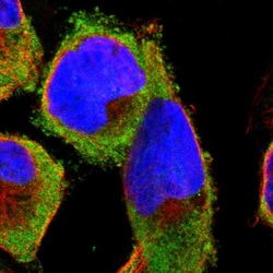 Invitrogen RPS29 Polyclonal Antibody 100 μL; Unconjugated:Antibodies,
