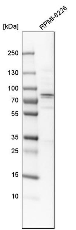 Invitrogen ACSS2 Polyclonal Antibody 100 &mu;L; Unconjugated:Antibodies,