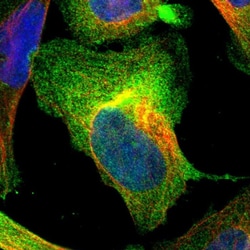 Invitrogen AHNAK2 Polyclonal Antibody 100 &mu;L; Unconjugated:Antibodies,