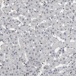 Invitrogen AHNAK2 Polyclonal Antibody 100 &mu;L; Unconjugated:Antibodies,