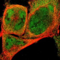 Invitrogen NEMF Polyclonal Antibody 100 &mu;L; Unconjugated:Antibodies,