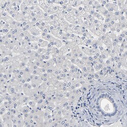 Invitrogen SALL2 Polyclonal Antibody 100 &mu;L; Unconjugated:Antibodies,