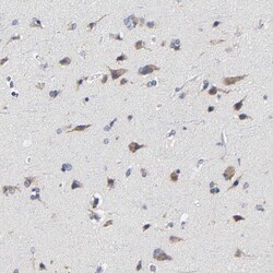 Invitrogen Calpain 10 Polyclonal Antibody 100 &mu;L; Unconjugated:Antibodies,