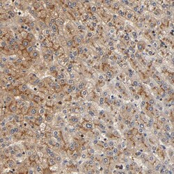 Invitrogen Calpain 10 Polyclonal Antibody 100 &mu;L; Unconjugated:Antibodies,