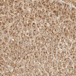 Invitrogen GnRH2 Polyclonal Antibody 100 &mu;L; Unconjugated:Antibodies,