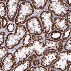 Invitrogen Arylsulfatase D Polyclonal Antibody 100 &mu;L; Unconjugated:Antibodies,