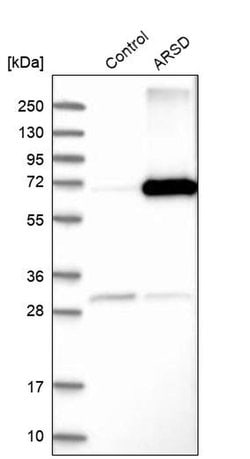 Invitrogen Arylsulfatase D Polyclonal Antibody 100 &mu;L; Unconjugated:Antibodies,