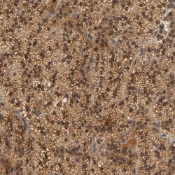 Invitrogen SCAP Polyclonal Antibody 100 &mu;L; Unconjugated:Antibodies,