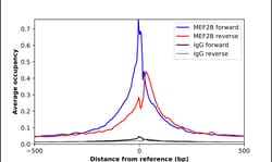 Invitrogen MEF2B Polyclonal Antibody 100 &mu;L; Unconjugated:Antibodies,