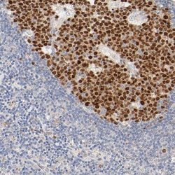 Invitrogen MEF2B Polyclonal Antibody 100 &mu;L; Unconjugated:Antibodies,