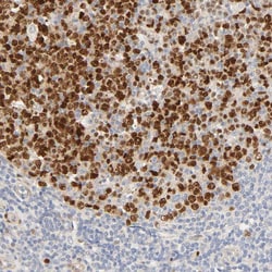 Invitrogen MEF2B Polyclonal Antibody 100 &mu;L; Unconjugated:Antibodies,