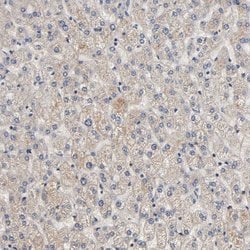 Invitrogen ARHGEF7 Polyclonal Antibody 100 &mu;L; Unconjugated:Antibodies,