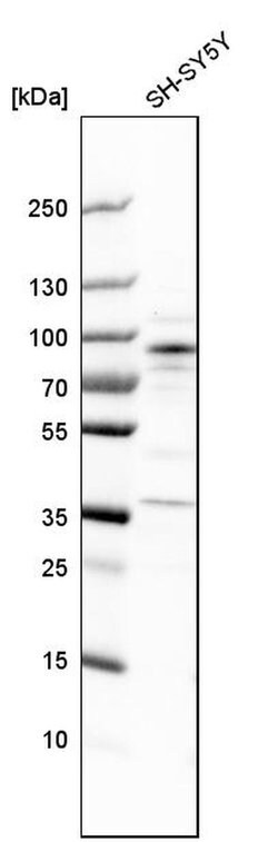 Invitrogen ARHGEF7 Polyclonal Antibody 100 &mu;L; Unconjugated:Antibodies,
